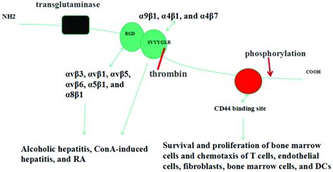 A Schematic Representation Of Osteopontin Structure And Thrombin