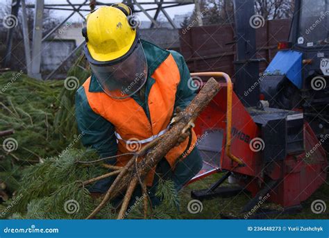 Collection Point For Recycling Used Christmas Trees Worker Puts