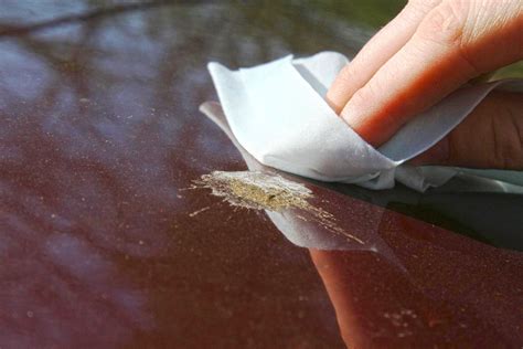 How To Get Bird Poop Off Your Car Auto Express