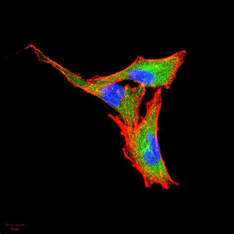 Csf Antibody Purified Mouse Monoclonal Antibody Wb Ihc Icc E