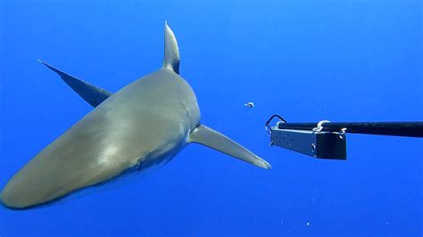 RAW VIDEO: Rare Footage Of The Oceanic Whitetip Shark Captured Off The Cayman Islands