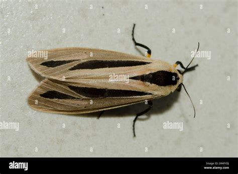 Creatonotos Gangis Moth Hi Res Stock Photography And Images Alamy