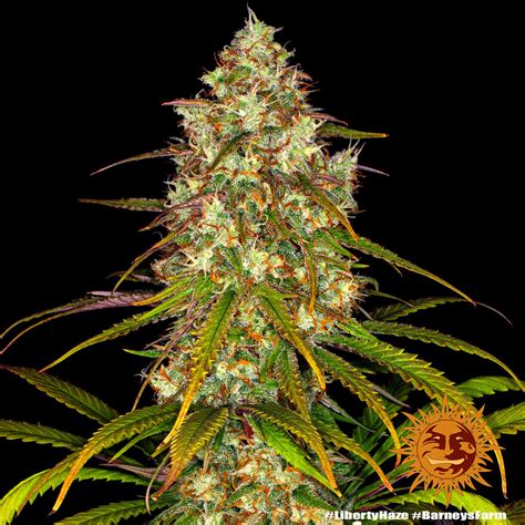 Liberty Haze Strain Seeds Barneys Farm Usa