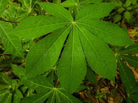 Beautiful Cassava Leaf On White Stock Photo Image Of Plantation