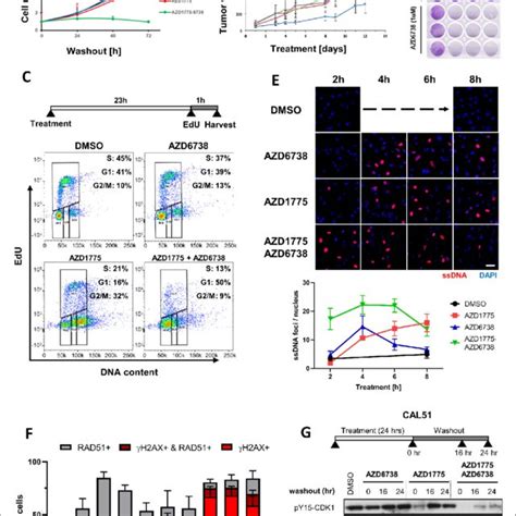 Atr Inhibition By Azd Exacerbates Azd Induced Rs And Abrogates