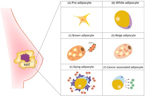 Cancers Free Full Text Adipocytes And Micrornas Crosstalk A Key