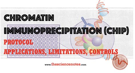 Chromatin Immunoprecipitation (ChIP) Protocol: Applications, Limitations, Controls