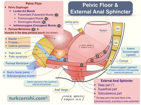 Anatomy Of The Rectum And Anal Canal Turkcerrahi En