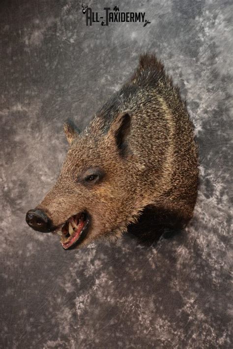 Javelina Taxidermy Shoulder Mount For Sale Sku 1524 All Taxidermy