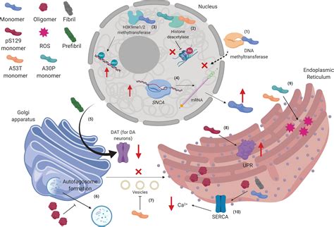 Frontiers Alpha Synuclein Physiology And Pathology A Perspective On