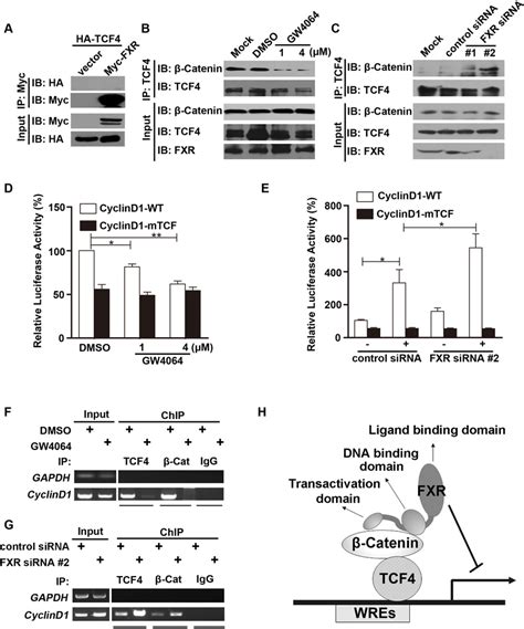 Fxr Attenuates β Catenintcf4 Complex Mediated Cyclin D1 Transcription Download Scientific