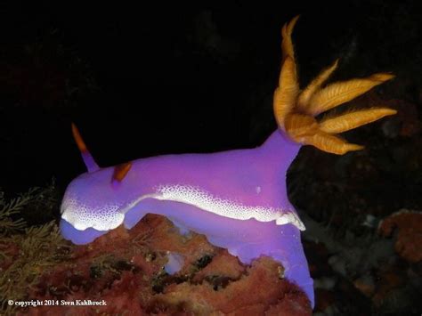 Hypselodoris Apolegma Yonow 2001 Risbecia