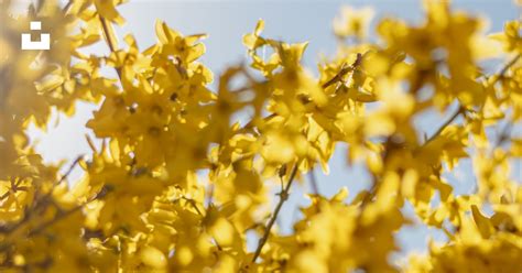 Foto Un árbol Con Flores Amarillas Imagen Amante De La Naturaleza