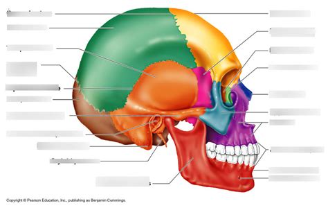 Lab Cranial Bones Part 1 Diagram Quizlet