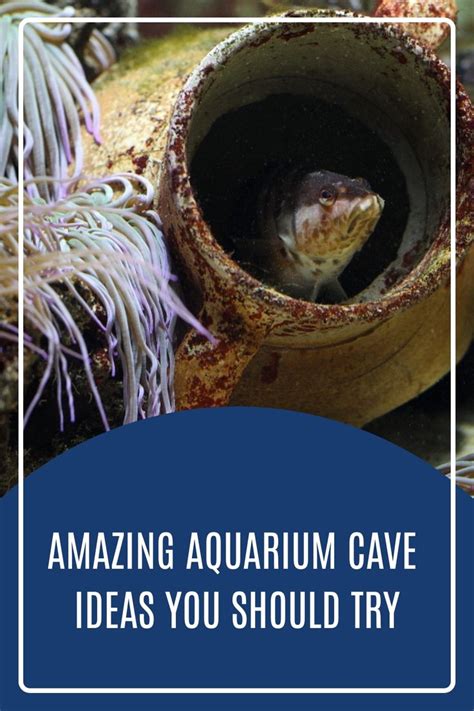 Amazing Aquarium Cave Ideas You Should Try