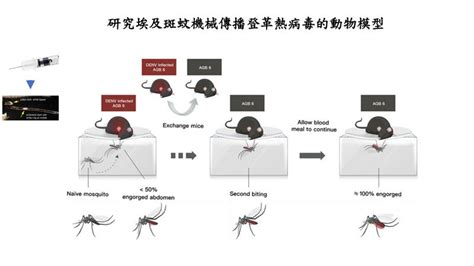 顛覆登革熱傳播百年模式！ 國衛院證實蚊媒嘴像「共用針頭」叮2口就染病 祝你健康 三立新聞網 Health Setn