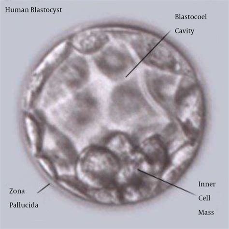 Embryo Grading Explained - the Lucky Egg