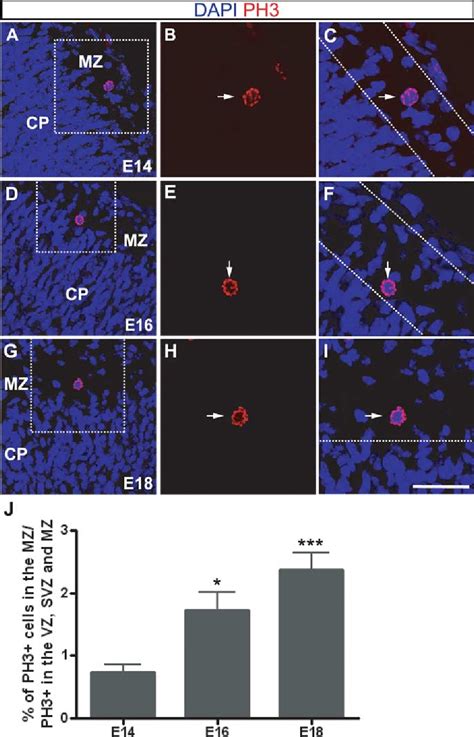 Figure 1 From The Marginal Zone Layer I As A Novel Niche For