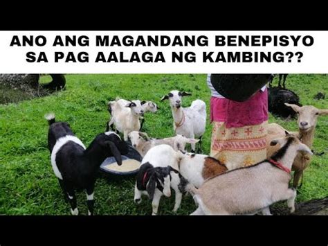 Ano Ang Magandang Benepisyo Sa Pag Aalaga Ng Kambing Youtube