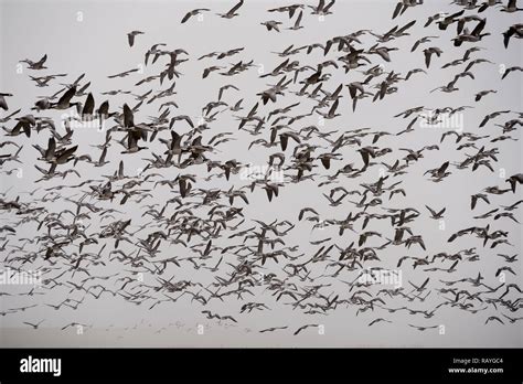 Uccelli Che Volano Nel Cielo Immagini E Fotografie Stock Ad Alta