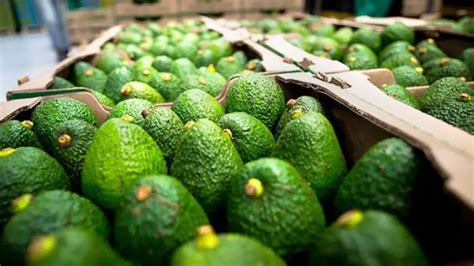 Palta Hass Cómo son las proyecciones para la nueva campaña