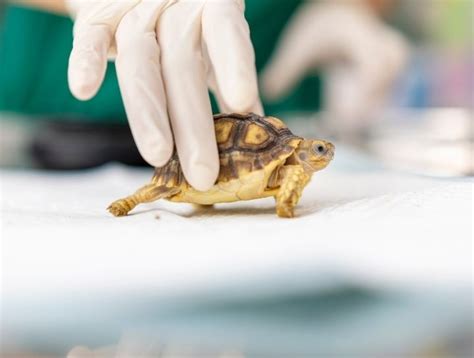 Center Sinai Animal Hospital Exotic Vet |Reptile Veterinarian