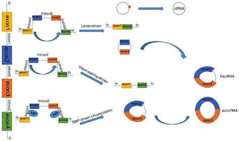 Biogenesis Of Circrnas Circrna Biogenesis Is Primarily Regulated Via