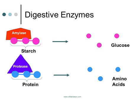 Digestive Enzymes