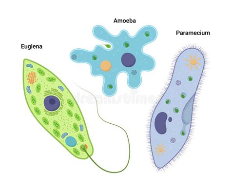 Vectorillustratie Van Eencellige Organismen Amoeba Proteus Paramecium