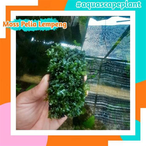 Jual Moss Pelia Lempeng Pakis Tanaman Aquascape Hiasan Aquarium Tanaman