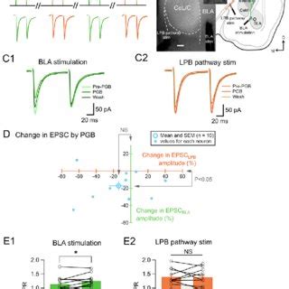 Synaptic Transmission Of The Lpb Cec Synapse Is Potentiated Only In The