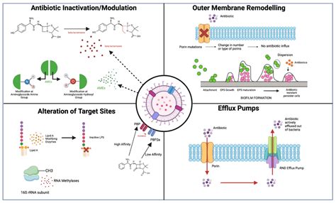 Antibiotics Free Full Text Evaluation Of Antibiotic Resistance