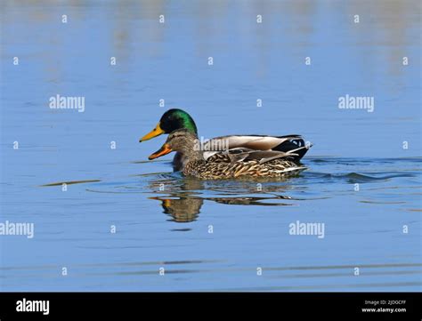 Mallards Male Female Swim Stock Photo Alamy