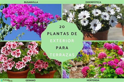 Descubre las mejores plantas para tu terraza durante todo el año