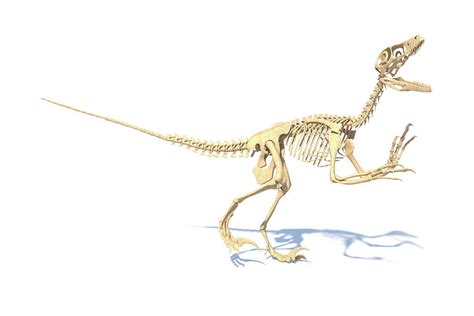 Utahraptor Dinosaur Skeleton Photograph by Roger Harris/science Photo Library - Pixels