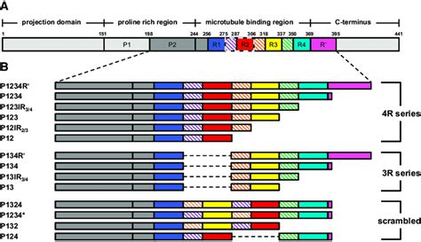 Schematics Of Tau Constructs A Given Here Is The Longest Isoform Of