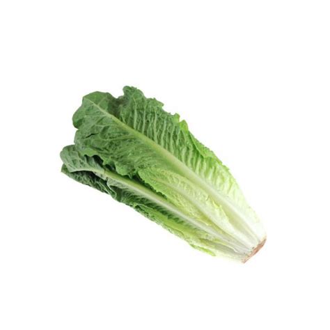 Laitue Romaine Au Jardin Fromager