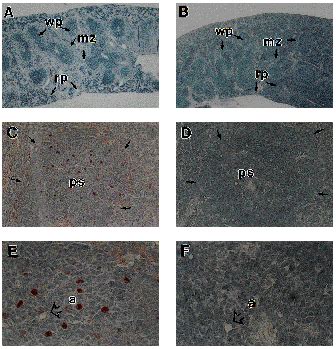 Immunohistochemical Localization Of Relb In The Periarterial Lymphatic