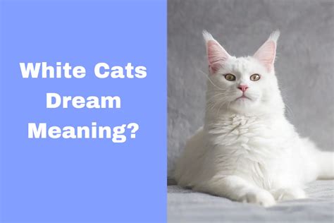 White Cats Dream Meaning Unraveling The Mysteries Behind Common Dreams