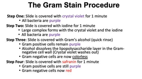 Lab The Gram Stain Flashcards Quizlet