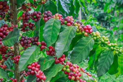 Coffee Tree