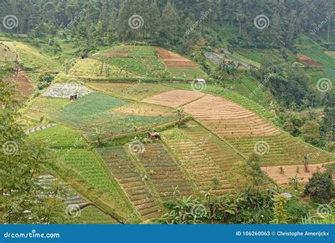 Agricultural Countryside In Central Java Stock Image Image Of Field