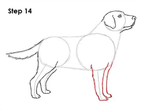 How To Draw A Dog Labrador Retriever