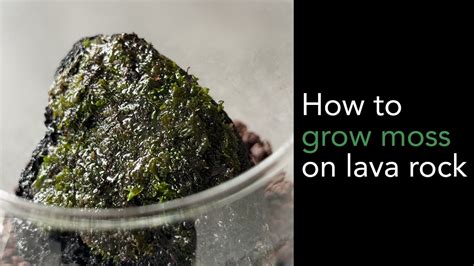 How To Grow Moss On Lava Rock Faire Pousser De La Mousse Sur Lava