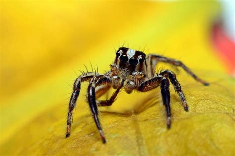 Macaco Armado Na Aranha Salgada Do Hyllus Semicupreus Foto De Stock