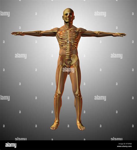 Vitruvian Man Muscles Hi Res Stock Photography And Images Alamy