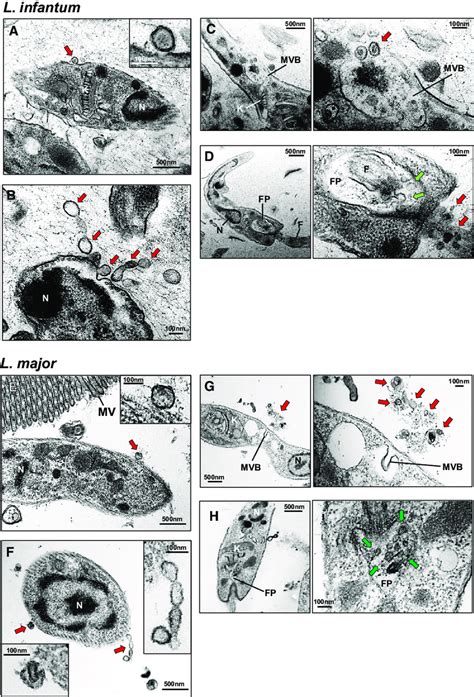 Leishmania Constitutively Releases Vesicles In The Lumen Of The Sand