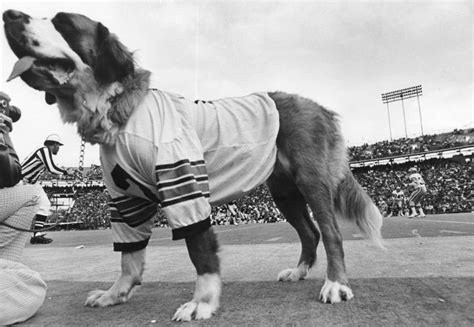 Gumbo rah-rah: How a St. Bernard dog became the New Orleans Saints mascot | Saints | nola.com