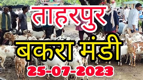 Barbare Khassi Bakre Ajmeri Guzri Totapari Desi Breed In Market