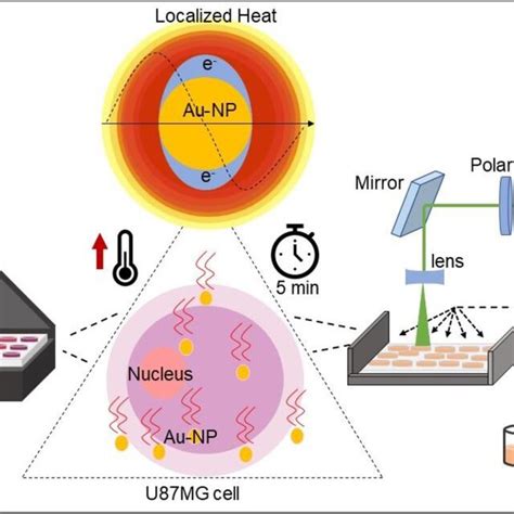 Cell Viability Analysis For Au NP Treatment And Radiation Power